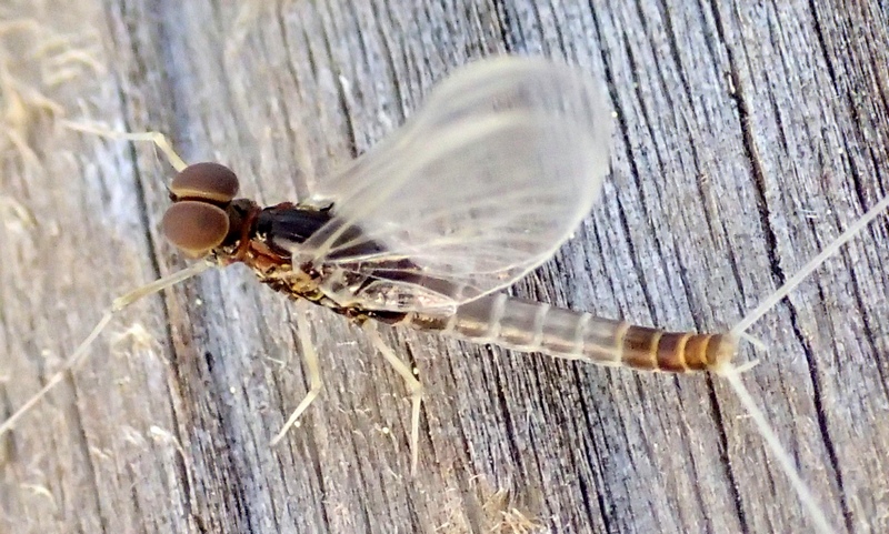 Ephemeroptera in muta?